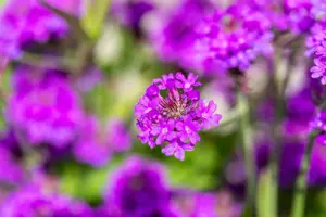 Verbena rigida 'Venosa' - 5 Ltr pot - image 2