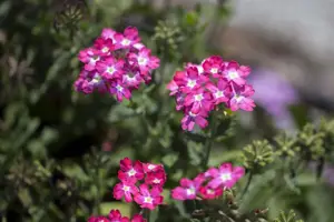 Verbena 'Seabrook Lavender' - P9 - image 3