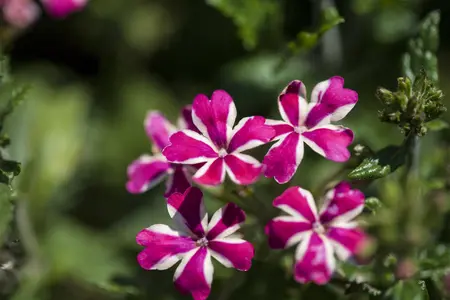 VERBENA TRAILING 6*9cm - image 4