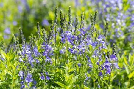 Veronica austr. 'Knallblau' - P9