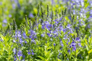 Veronica austr. 'Knallblau' - P9