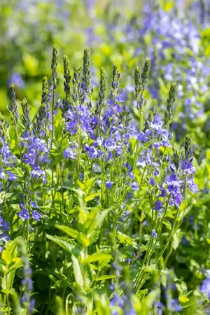 Veronica austr. 'Royal Blue' - P9 - image 2