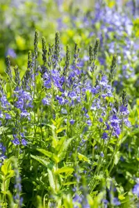 Veronica austr. 'Royal Blue' - P9 - image 2