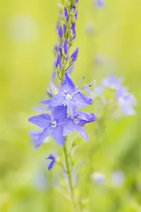 Veronica austr. 'Royal Blue' - P9 - image 4