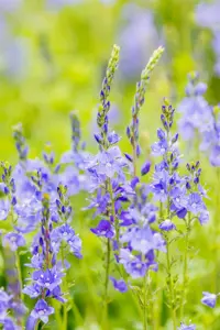 Veronica austr. 'Royal Blue' - P9 - image 5