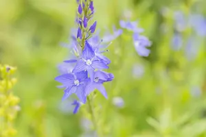 Veronica austr. 'Royal Blue' - P9 - image 3