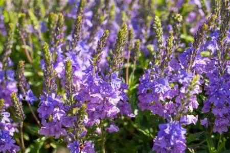 Veronica austr. 'Shirley Blue' - P9