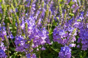 Veronica austr. 'Shirley Blue'