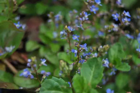 Veronica beccabunga - 17 cm aquatic basket