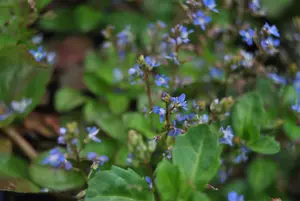 Veronica beccabunga - 17 cm aquatic basket