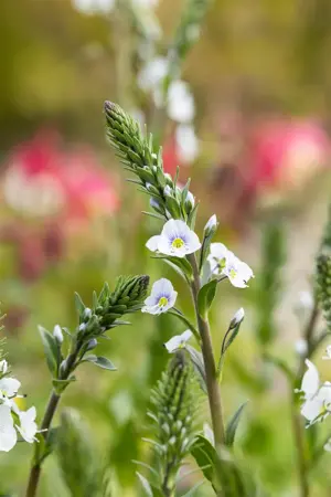 Veronica gentianoides - P9 - image 2