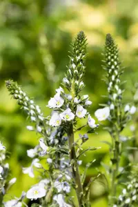 Veronica gentianoides - P9 - image 5