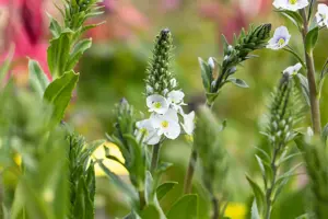 Veronica gentianoides