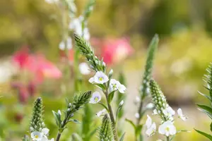 Veronica gentianoides - P9 - image 3