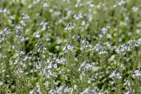 Veronica gentianoides - P9 - image 4