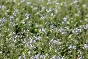 Veronica gentianoides - P9 - image 4