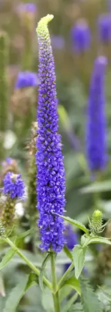 Veronica longif. 'Alba' - P9 - image 1