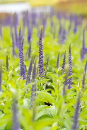 Veronica longif. 'Blauriesin' - P9 - image 2