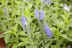 Veronica longif. 'Blauriesin'