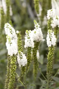 Veronica longif. 'Melanie White'? - P9 - image 2
