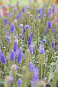 Veronica longifolia - 2 Ltr pot - image 4