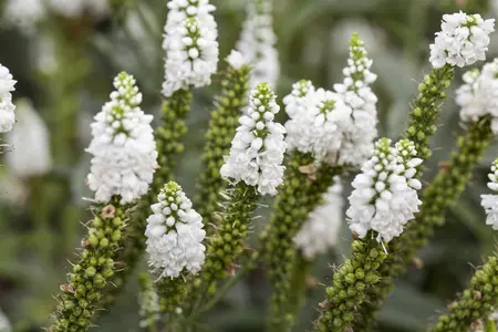 Veronica longifolia - 2 Ltr pot - image 3