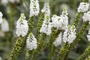Veronica longifolia - 2 Ltr pot - image 3