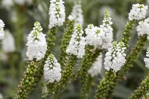 Veronica longifolia - P11 - image 3