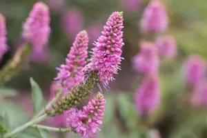 Veronica longifolia - P11 - image 5