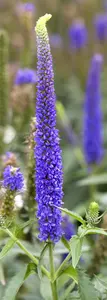 Veronica longifolia - 2 Ltr pot - image 5