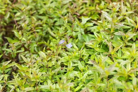 Veronica ped. 'Georgia Blue' - P9