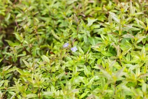 Veronica ped. 'Georgia Blue' - P9