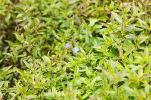 Veronica ped. 'Georgia Blue'