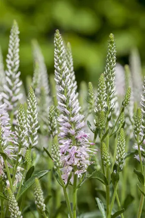 Veronica spicata - P13 - image 2