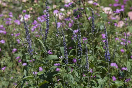 Veronica spicata - P13 - image 1