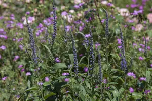 Veronica spicata - P13 - image 3