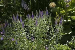 Veronica spicata - P13 - image 3