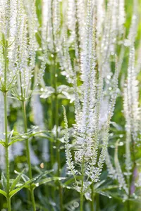 Veronica spicata 'Alba'