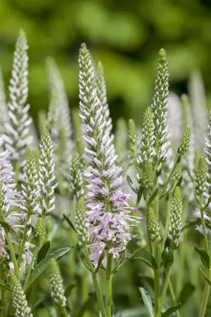 Veronica spicata 'Candela Pink' - P11 - image 2
