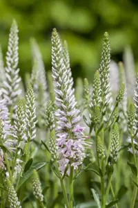 Veronica spicata 'Candela Pink' - P11 - image 2