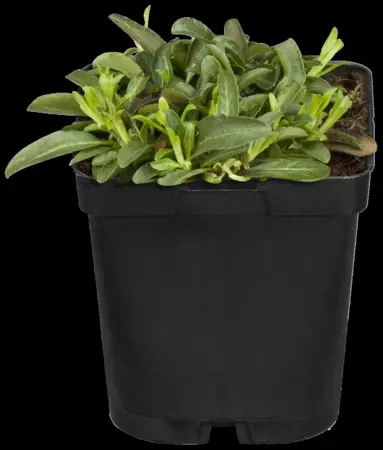 Veronica spicata 'Candela Pink' - P11 - image 5