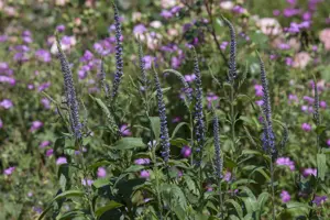 Veronica spicata 'Candela Pink' - P11 - image 1