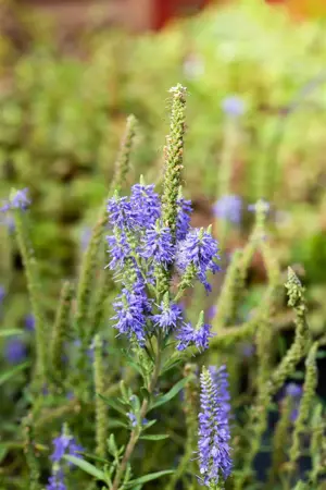 Veronica spicata 'Nana Blauteppich' - 2 Ltr pot - image 2