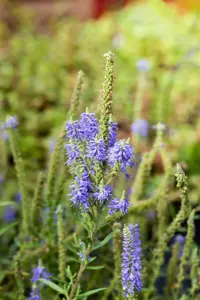 Veronica spicata 'Nana Blauteppich' - 2 Ltr pot - image 2
