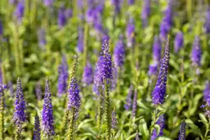 Veronica spicata 'Nana Blauteppich'