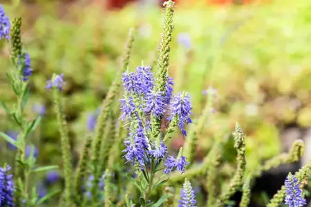 Veronica spicata 'Nana Blauteppich' - 2 Ltr pot - image 3