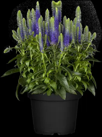 Veronica spicata 'Rosa Zwerg' - P11 - image 4