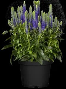 Veronica spicata 'Rosa Zwerg' - P11 - image 4