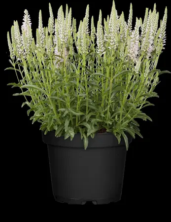 Veronica spicata 'Rosa Zwerg' - P11 - image 3