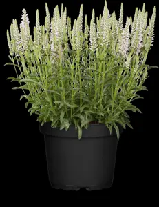 Veronica spicata 'Rosa Zwerg' - P11 - image 3